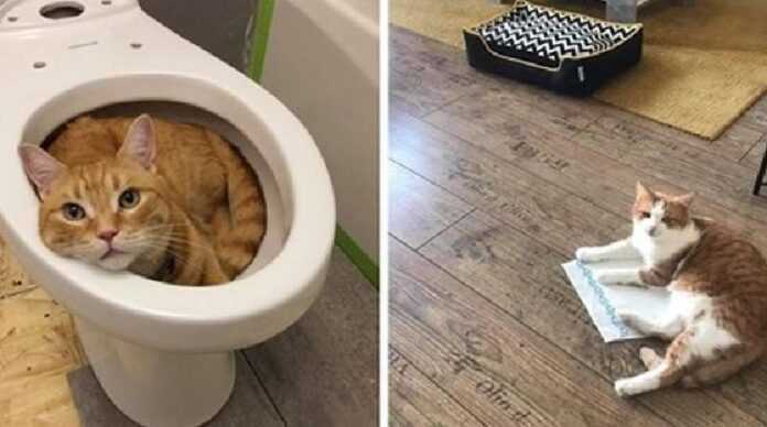 15 photos of harmful cats that will sleep anywhere but on beds specially bought for them