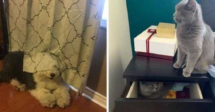15 Cats And Dogs That Hid With Different Degrees Of Success, But Equally Funny