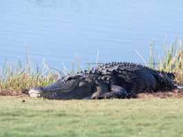 Elderly woman killed by a 3-meter alligator. She fell into the pond where the pet was lurking