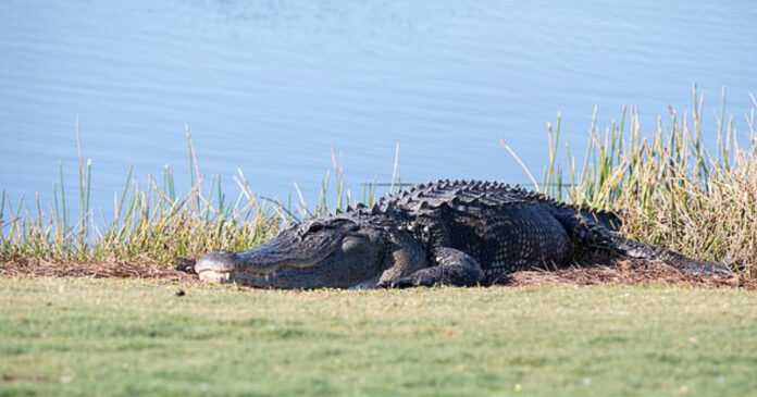 Elderly woman killed by a 3-meter alligator. She fell into the pond where the pet was lurking
