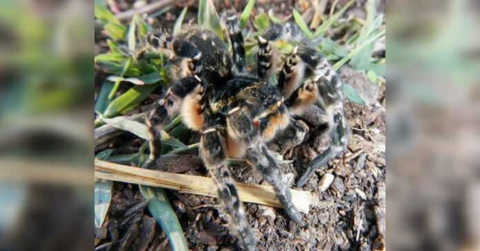 The Ukrainian tarantula has reached Poland. Aggressive spider whose venom paralyzes the victim
