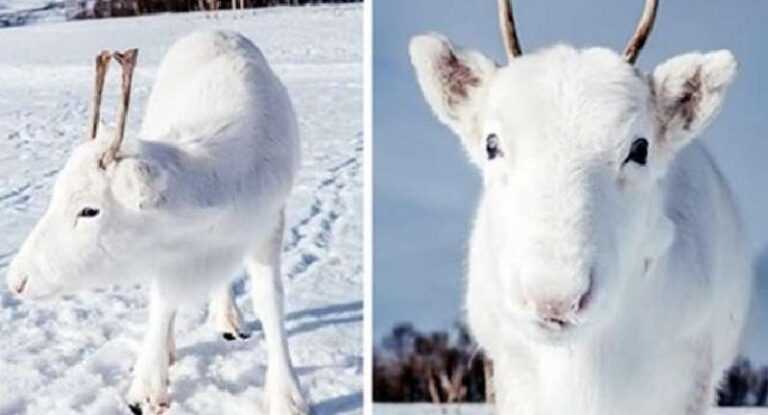 Wonderful and rare miracle: white northern oleshek