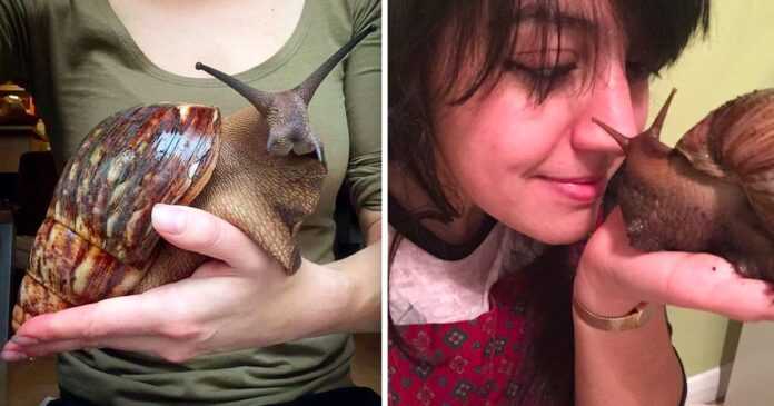 Huge snails the size of a human head. They really exist and are gaining more and more fans