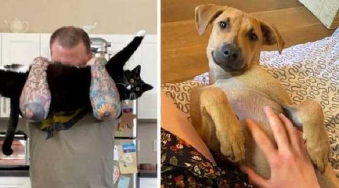 15 Pictures Of Cats And Dogs Rescued By Their New Owners And None Of Them Could Hide Their Happiness