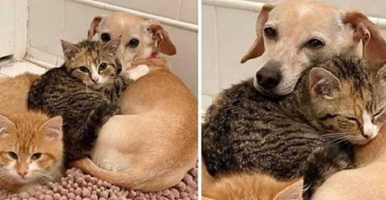 A dog took the yard kittens under its wing and taught them to be brave