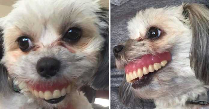 He couldn't find his artificial jaw anywhere. When he looked at the dog, he laughed