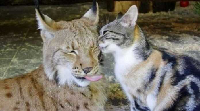 How did the extraordinary friendship of a lynx and a cat, which lasted 12 years, end?