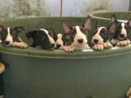 They rushed to help five bull terriers, but were shocked on the spot. They had to call for reinforcements