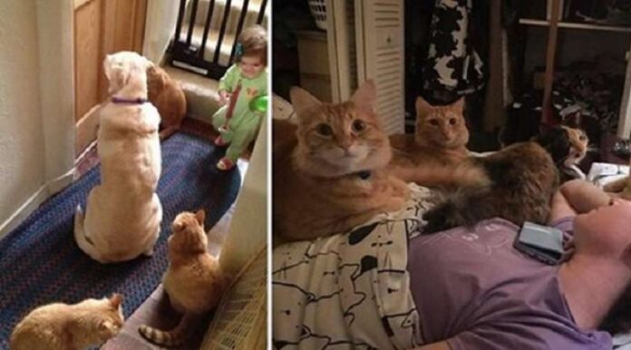 People who have more than 3 pets at home share photos and impressions