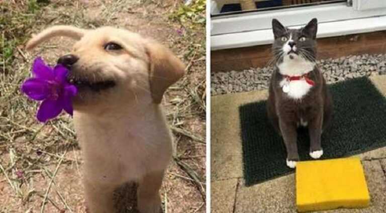 15 funny cats and dogs that bring their owners broccoli, stones, potatoes, but not slippers