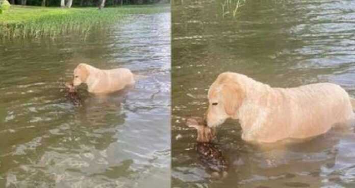 Goldendoodle rescued baby deer from the lake