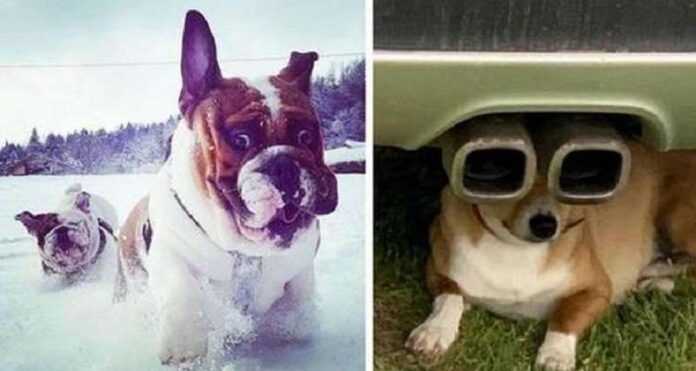 15 photos of funny and silly dogs, when looking at which it is simply impossible not to smile