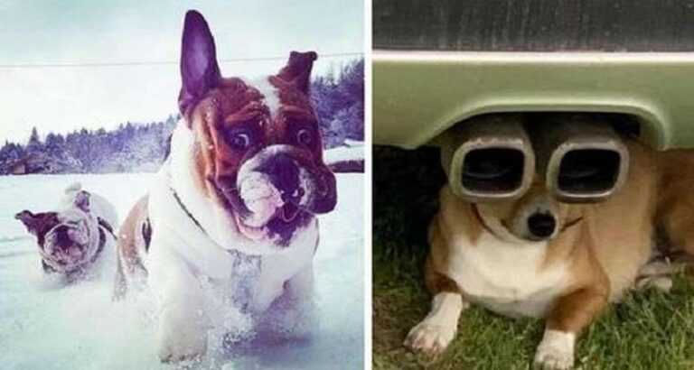 15 photos of funny and silly dogs, when looking at which it is simply impossible not to smile