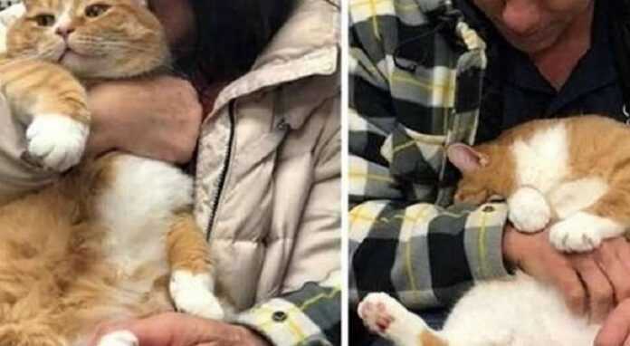 The cat was taken to the shelter because of his love to sit on the lap of the owner, but he found a new family