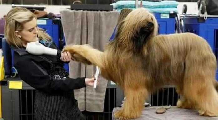 Oh, and it's not an easy job to be the groomer at the main dog show.