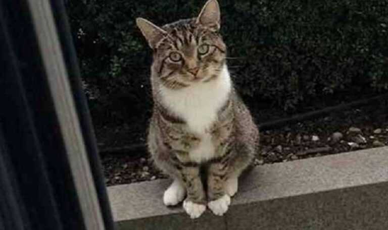 The cat made friends with the cat-neighbor and goes to her every day