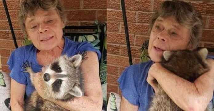For the third year, Little Paw the raccoon returns to cuddle with his rescuer.