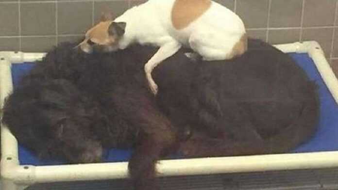 Two dogs were thrown, but they did not move away from each other. They made an exception at the shelter.