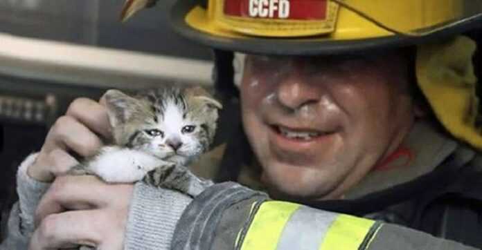 Intimate shots of firefighters rescuing cats from trouble