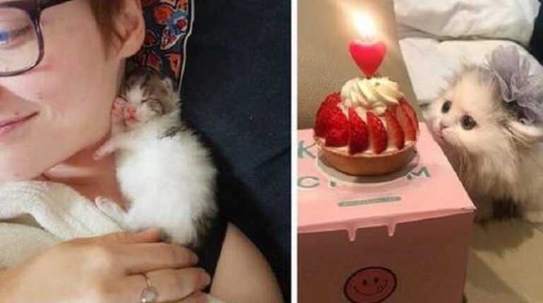 15 Photographs Of Baby Kittens Whose Tiny Looks So Unusual It's Illegal