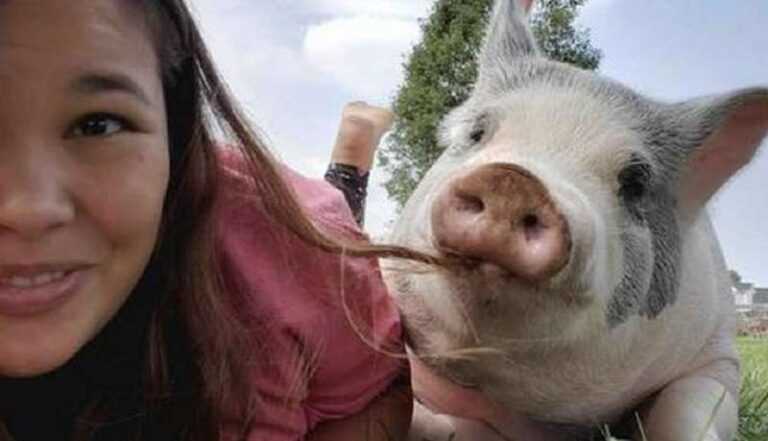 The girl saved the sick pig, and now he is the happiest