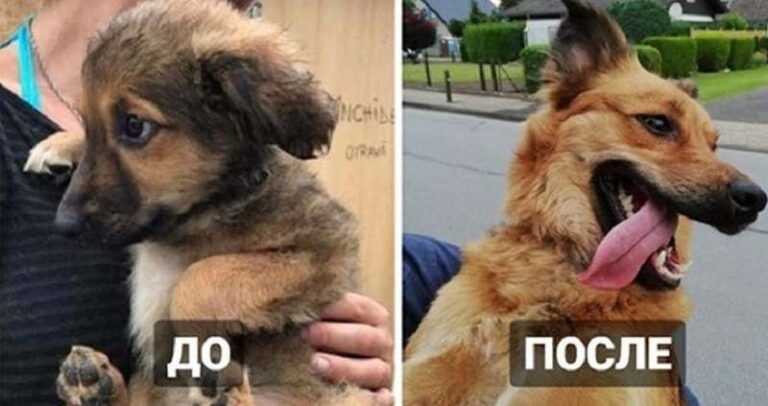 15 Examples of How Dogs Grow and Change Over the Time They Live with People Who Love and Care for Them