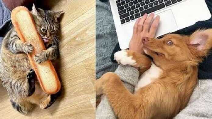 10 Proofs That Life Can't Be Boring With Pets