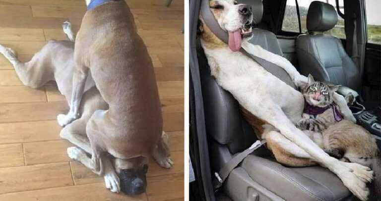 10 funny photos about the art of survival of a variety of pets under one roof