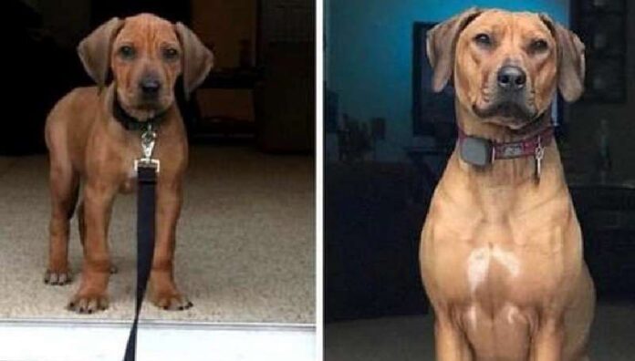 15 Before and After Photos of Dogs from Adorable Toddlers to Powerful Adults