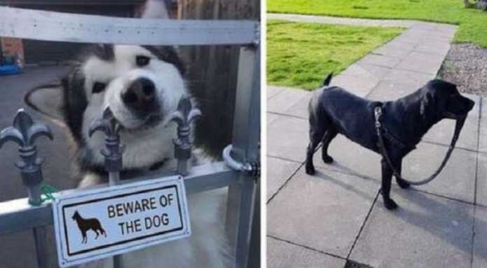 15 funny and touching photos, looking at which one is drawn to say: “Who is the best dog around here?”
