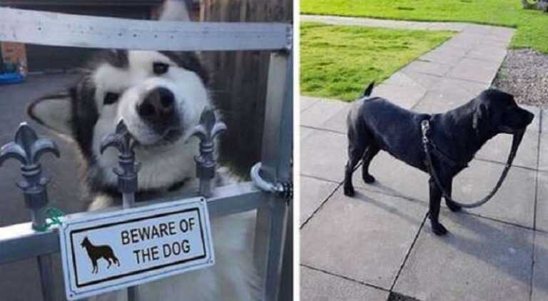 15 funny and touching photos, looking at which one is drawn to say: “Who is the best dog around here?”