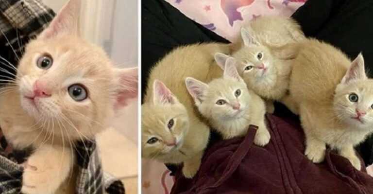 Four street kittens stick together, even when everything is fine and they were rescued