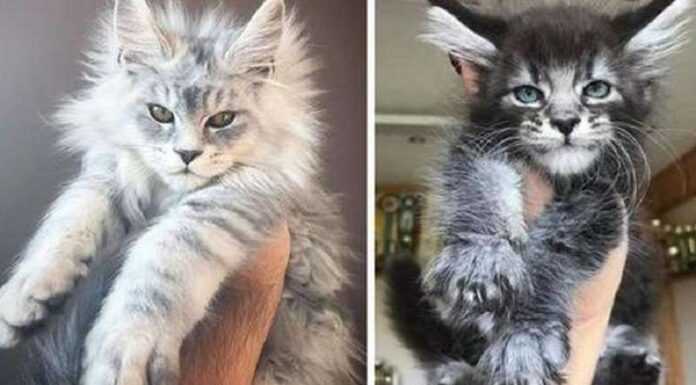 Photos that show that only a Maine Coon kitten can be more beautiful than a Maine Coon