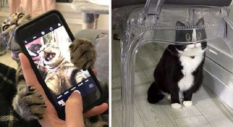 15 funny photos that prove with all their appearance that life is not the same without a cat