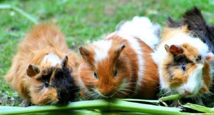 In Switzerland it is illegal to have only one guinea pig – they suffer from loneliness