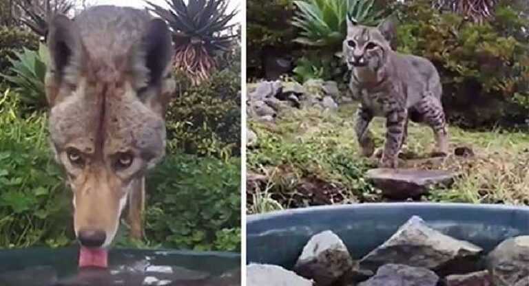 Hidden camera showed which animals come to the farm to drink water