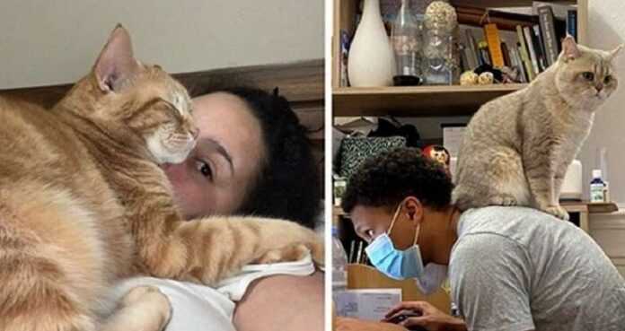 15 shameless cats who despise the personal space of the owners and brazenly invade it