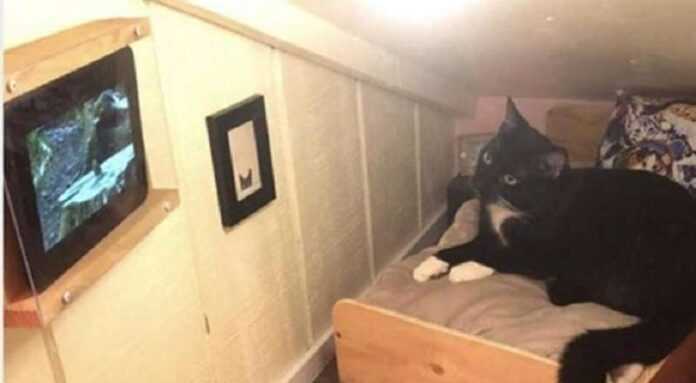 The owner made his own room for his cat