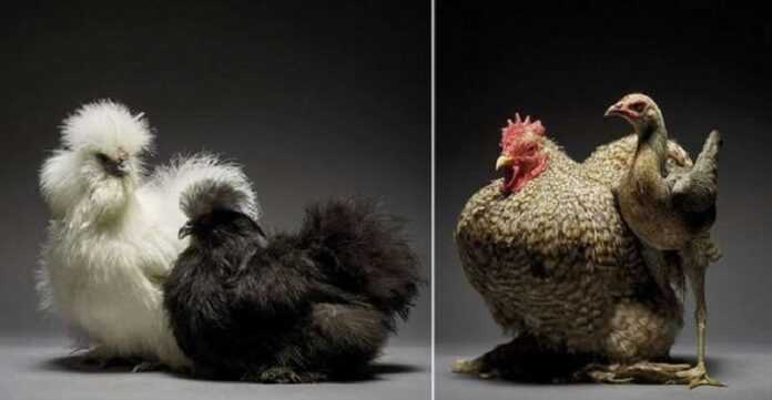 15 Chicken Couples Show How Different Love Can Be