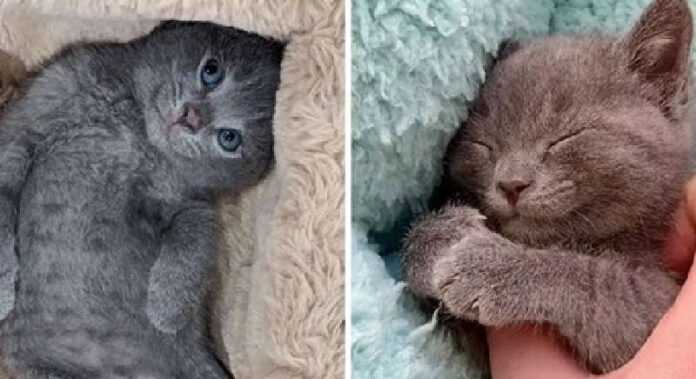 Orphaned kittens cross paths at a shelter and decide to become best friends forever
