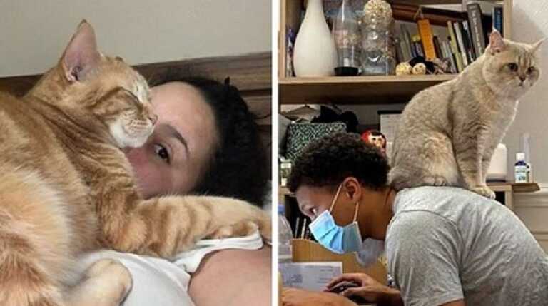 15 shameless cats who despise the personal space of the owners and brazenly invade it