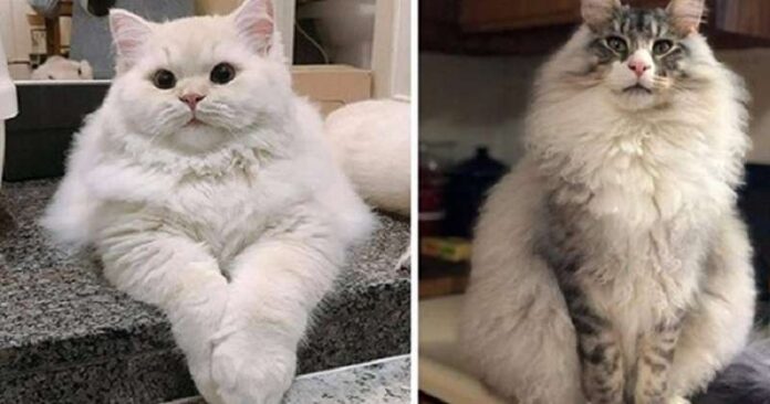 Furry to the max: 15 cats with as much fur as charm