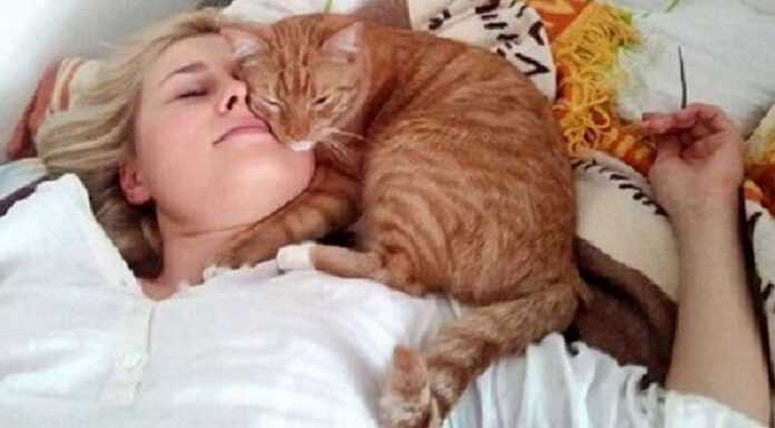 The cat sleeps on the owner: what do the different poses mean