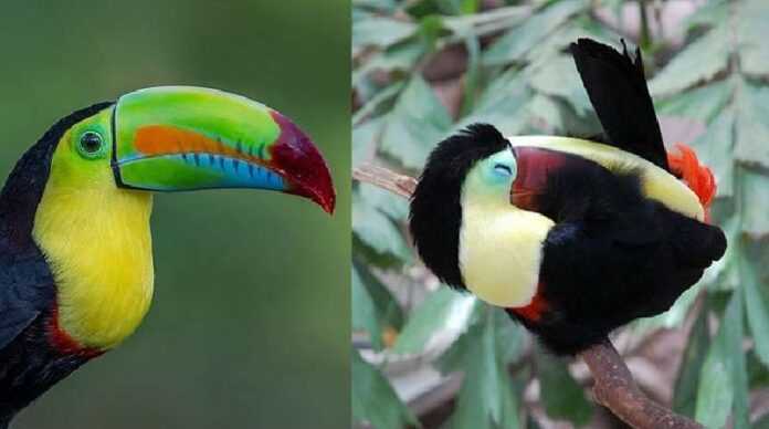 People suddenly realized that toucans are the strangest animals