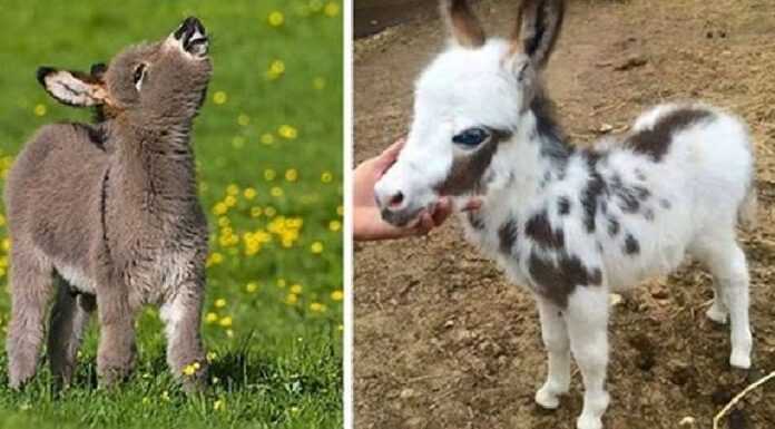 Kittens and dogs are good. But there are also little donkeys!