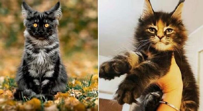 Graceful and mysterious Maine Coons: 12 pictures of majestic creatures
