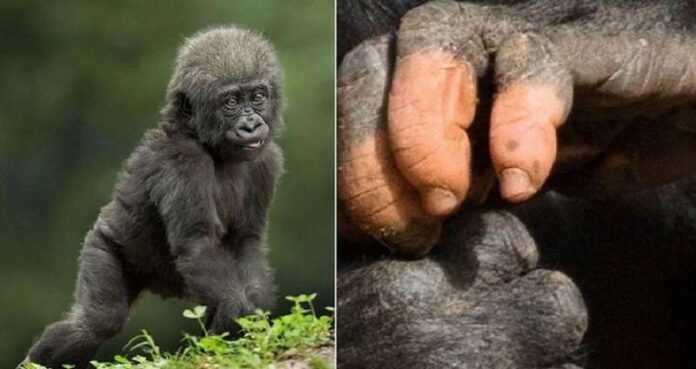 A gorilla baby was born with “bad” finger pigmentation. People are horrified…