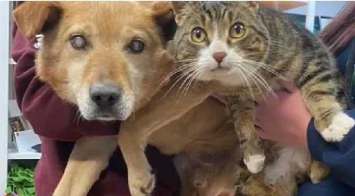 A blind dog with his guide cat left the shelter with him