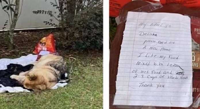 The shelter thanked the owner who left the dog on the street