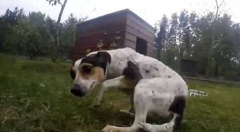 Volunteers rescue dog that has almost forgotten how to walk